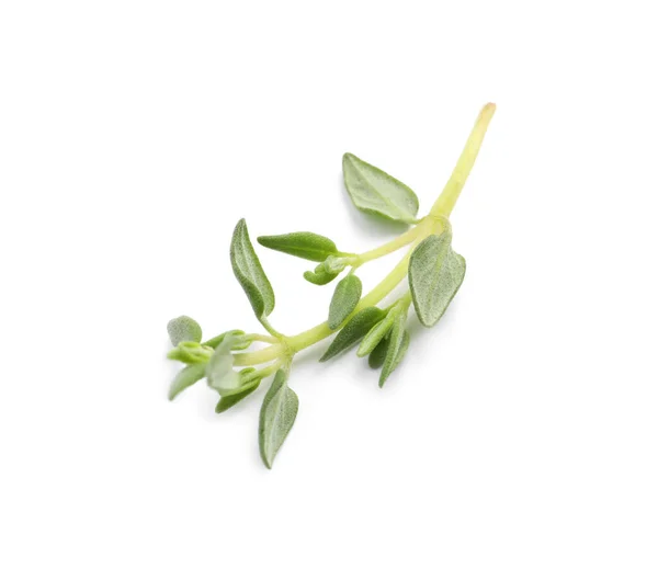 Aromatic Thyme Sprig White Background Top View Fresh Herb — Stock Photo, Image
