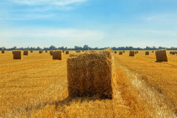 Beautiful View Agricultural Field Hay Bales — Stock Photo, Image