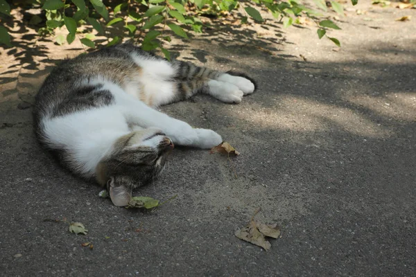 Kočka Trpí Tepelným Úderem Asfaltu Venku — Stock fotografie