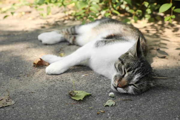 屋外アスファルト上の熱中症に苦しむ猫 — ストック写真