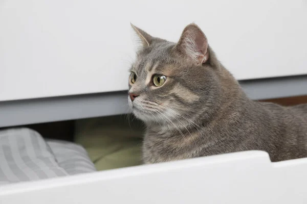 Bonito Gato Cinza Tabby Gaveta Cômoda Casa Bonito Animal Estimação — Fotografia de Stock