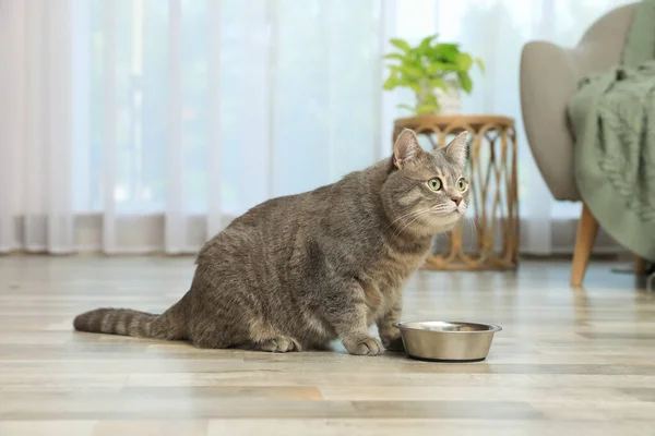 Gri Tekir Kedi Evdeki Yemek Kasesinin Yanında Sevimli Hayvan — Stok fotoğraf