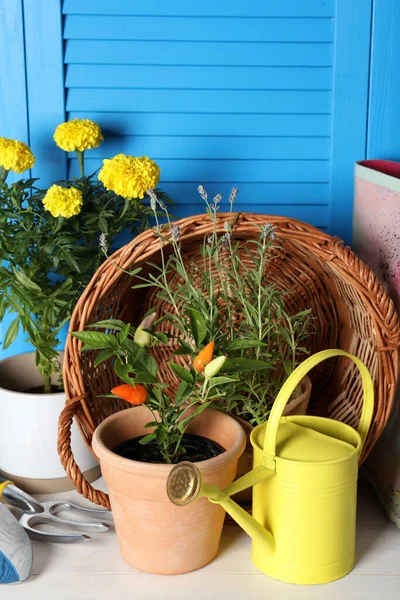 Όμορφα Φυτά Και Εργαλεία Κηπουρικής Λευκό Ξύλινο Τραπέζι Κοντά Γαλάζιο — Φωτογραφία Αρχείου