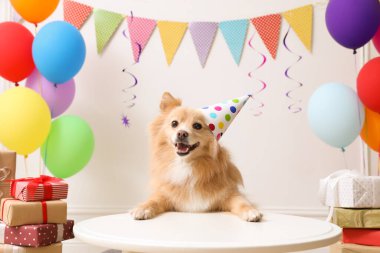 Doğum günü kutlaması için dekore edilmiş masada parti şapkası takan sevimli bir köpek.