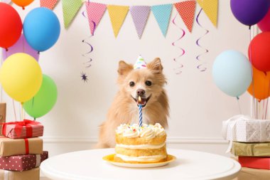 Masada parti şapkası takan sevimli bir köpek ve süslü bir odada lezzetli bir doğum günü pastası.