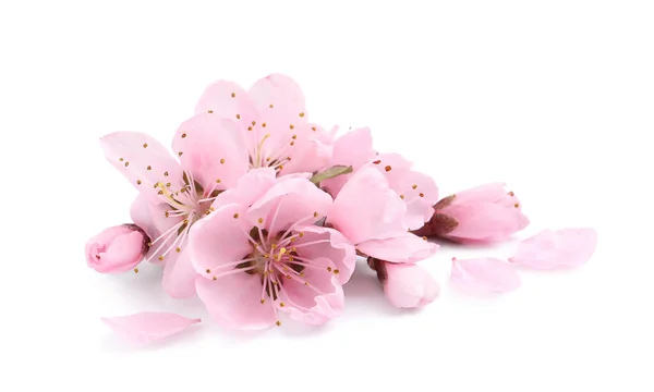 Beautiful Sakura Tree Flowers White Background — Stock Photo, Image