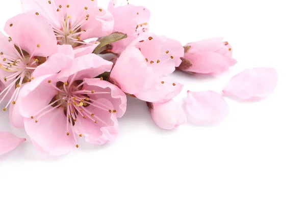 Bellissimi Fiori Sakura Sfondo Bianco — Foto Stock