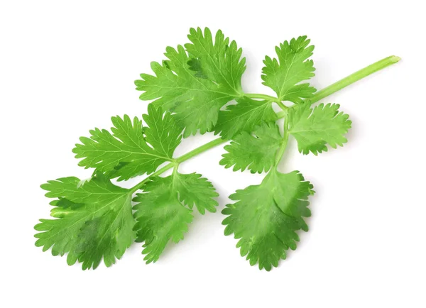 Aromás Friss Zöld Cilantro Izolált Fehér — Stock Fotó