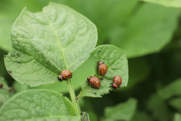许多彩色马铃薯甲虫幼虫生长在室外 — 图库照片
