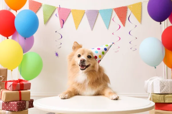 Cão Bonito Vestindo Chapéu Festa Mesa Quarto Decorado Para Celebração — Fotografia de Stock