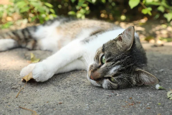 室外沥青路面中暑的猫 — 图库照片