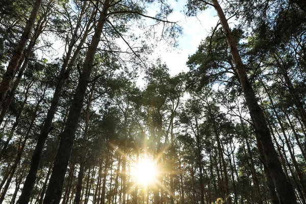 Bella Vista Del Tramonto Nella Foresta Conifere — Foto Stock