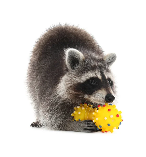 Raton Laveur Commun Avec Des Jouets Isolés Sur Blanc — Photo