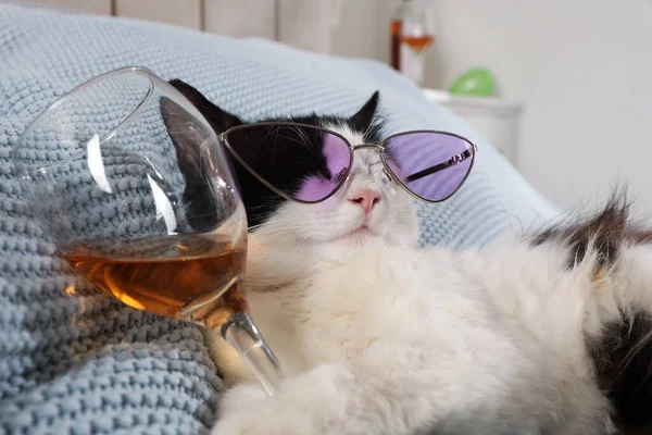 Χαριτωμένη Γάτα Γυαλιά Ηλίου Και Ένα Ποτήρι Αλκοόλ Στο Κρεβάτι — Φωτογραφία Αρχείου