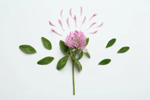 Güzel Yonca Çiçekli Kompozisyon Beyaz Arka Planda Yapraklar Üst Manzara — Stok fotoğraf