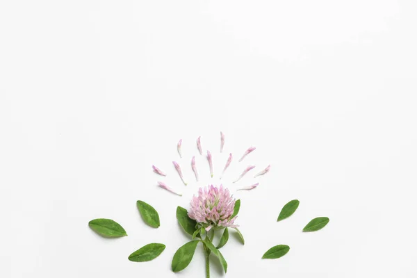 Composition Beautiful Clover Flower Petals Leaves White Background Top View — Stock Photo, Image