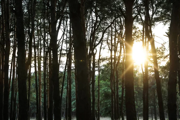 Bella Vista Del Tramonto Nella Foresta Conifere — Foto Stock