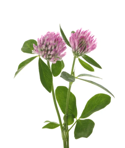 Vacker Klöver Blommor Med Gröna Blad Vit Bakgrund — Stockfoto