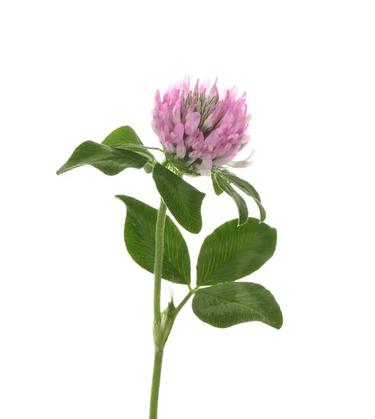 Vacker Klöver Blomma Med Gröna Blad Isolerade Vit — Stockfoto