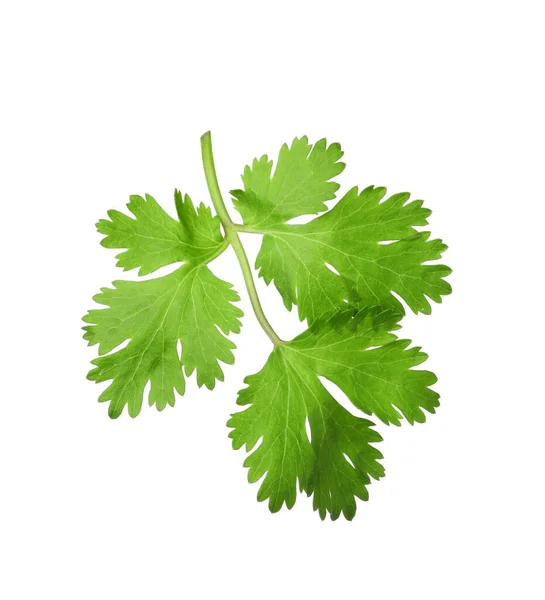 Aromatic Fresh Green Cilantro Isolated White — Stock Photo, Image