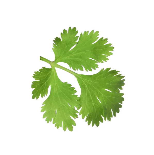 Aromatisk Färsk Grön Koriander Isolerad Vit — Stockfoto
