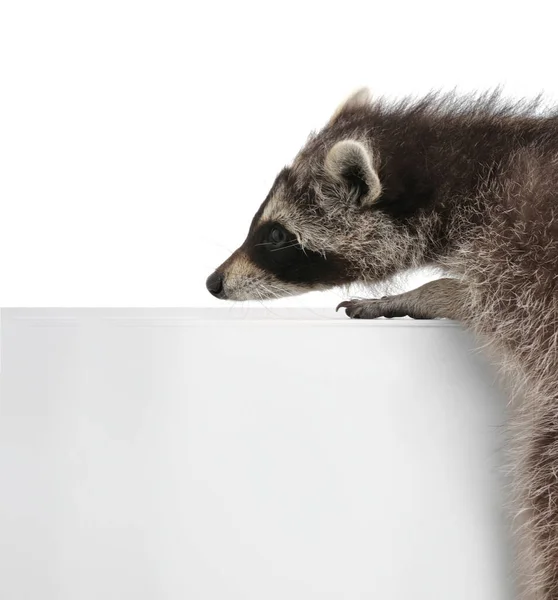 Mignon Drôle Raton Laveur Commun Isolé Sur Blanc — Photo