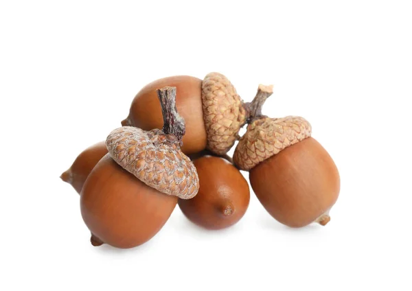 Many Beautiful Brown Acorns White Background Stock Picture