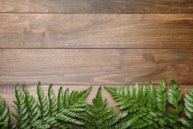 Güzel tropikal eğreltiotu yaprakları ahşap arka planda, düz yerde. Metin için boşluk