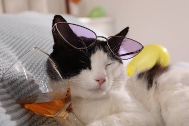 Evdeki güneş gözlüklü ve yatakta bir bardak alkollü şirin bir kedi. İçki sersemliğinden sonra.