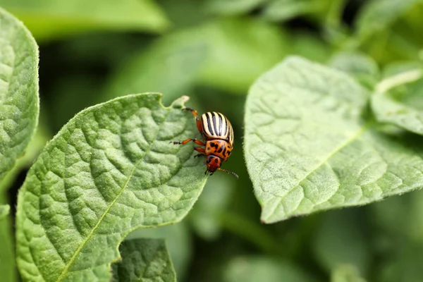 コロラド ポテト ビートル 緑の植物の屋外 クローズアップ — ストック写真