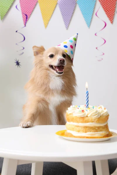 Cão Bonito Vestindo Chapéu Festa Mesa Com Delicioso Bolo Aniversário — Fotografia de Stock