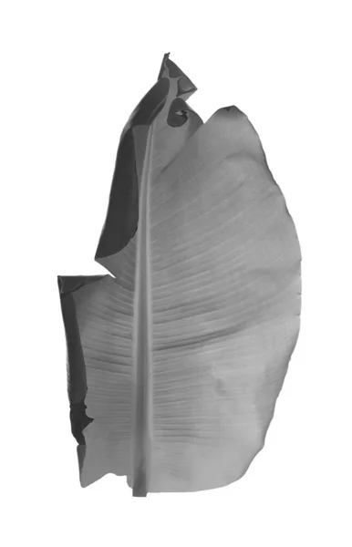 Liść Bananowca Białym Tle Czarno Biały Ton — Zdjęcie stockowe