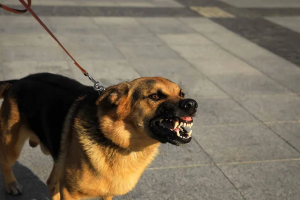 Aggressiv Schäfer Hund Stadens Gata — Stockfoto