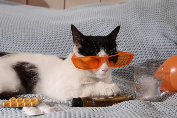 Χαριτωμένη Γάτα Γυαλιά Ηλίου Και Μπουκάλι Ουίσκι Κοντά Φάρμακα Hangover — Φωτογραφία Αρχείου