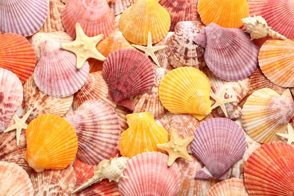 Top View Beautiful Different Seashells Starfishes Background — Stock Photo, Image