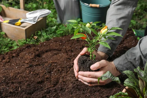 Hombre Trasplante Planta Pimienta Suelo Jardín Primer Plano Espacio Para —  Fotos de Stock