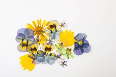 Beyaz arka planda kurumuş çayır çiçekleri, üst manzara.