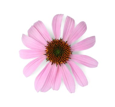 Güzel çiçek açan ekinezya çiçeği beyaz, üst manzara izole