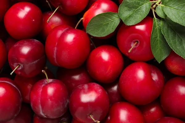 Verse Rijpe Kersenpruimen Als Achtergrond Close — Stockfoto