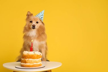 Masada parti şapkası takan sevimli bir köpek ve sarı arka planda lezzetli bir doğum günü pastası. Metin için boşluk