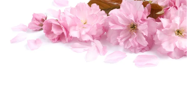 Bellissimi Fiori Sakura Rosa Foglie Petali Isolati Bianco — Foto Stock