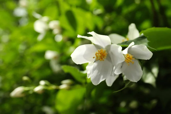 Açık Havada Yasemin Çiçeklerinin Yakın Görüntüsü Metin Için Boşluk — Stok fotoğraf