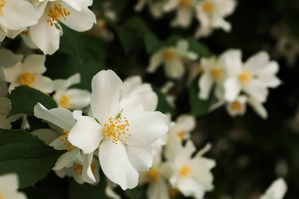 Hermoso Arbusto Jazmín Blanco Floreciente Aire Libre Primer Plano Espacio —  Fotos de Stock