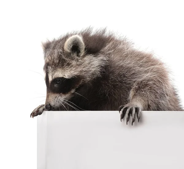 Mignon Drôle Raton Laveur Commun Isolé Sur Blanc — Photo