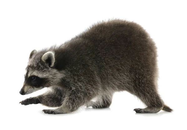 Lindo Mapache Común Divertido Aislado Blanco — Foto de Stock