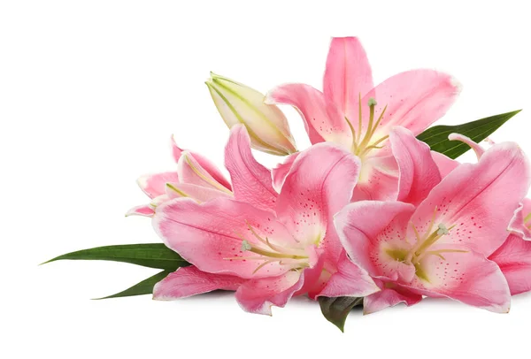白色背景上美丽的粉红百合花 — 图库照片