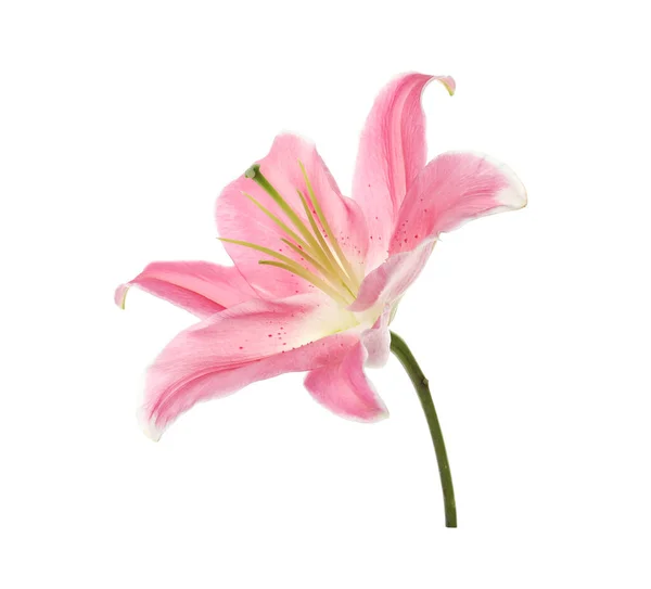 Beyaz Izole Güzel Pembe Lily Çiçek — Stok fotoğraf