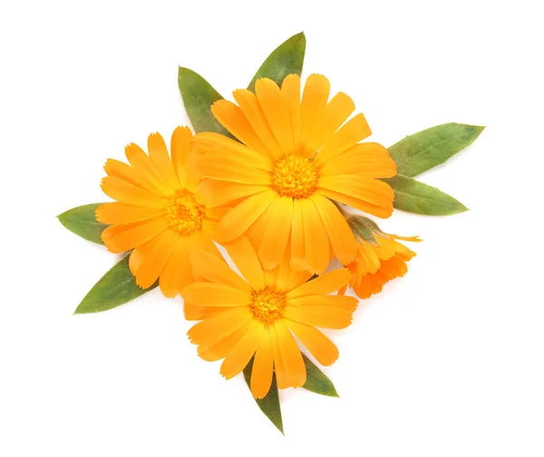 Beautiful Calendula Flowers Green Leaves White Background Top View — Stock Photo, Image