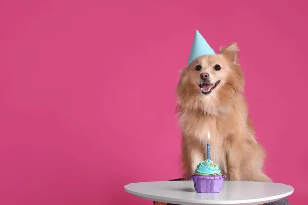 Cão Bonito Vestindo Chapéu Festa Mesa Com Delicioso Cupcake Aniversário — Fotografia de Stock