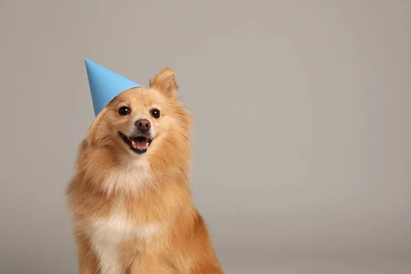 Söt Hund Med Partyhatt Ljusgrå Bakgrund Utrymme För Text Födelsedagsfirande — Stockfoto